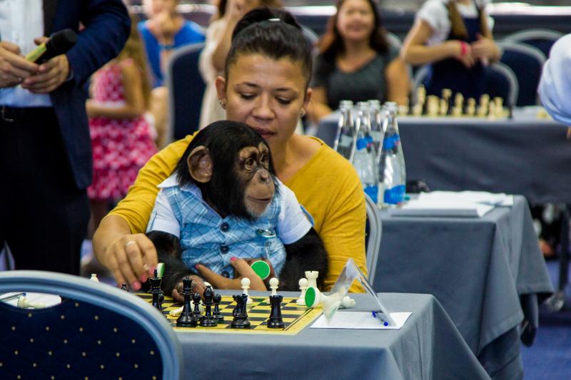Звёздный шимпанзе Оскар устроил фурор на 2-м Всероссийском детском шахматном фестивале памяти А.Г. Куликова