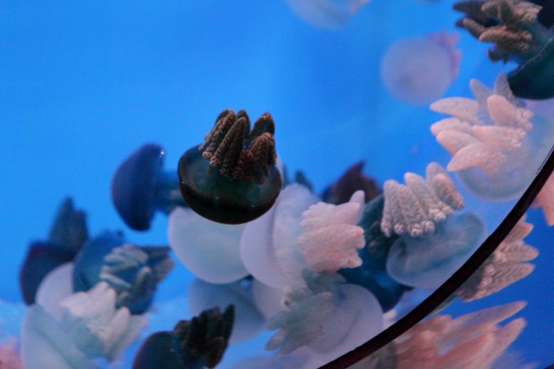 Голубая медуза коричневого цвета в Приморском океанариуме