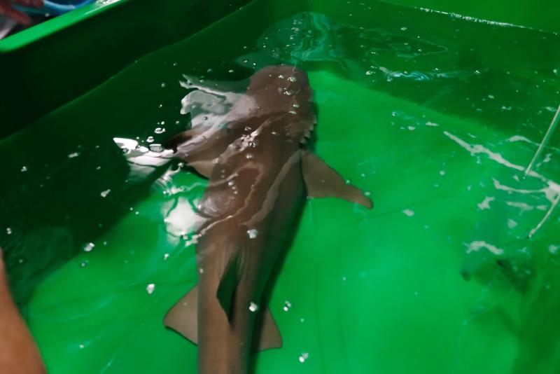 Посетители Приморского океанариума могут увидеть новый вид акул