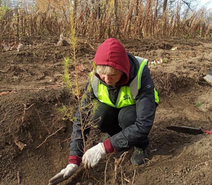 Волонтёры посадили лес в окрестностях Екатеринбурга