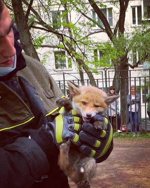 Летучие мыши, лошади и лисы: около 500 животных и птиц спасли за год в Москве.