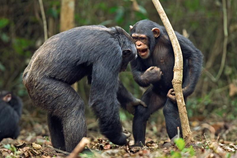 Оказывается, обезьяны умеют общаться «словами»