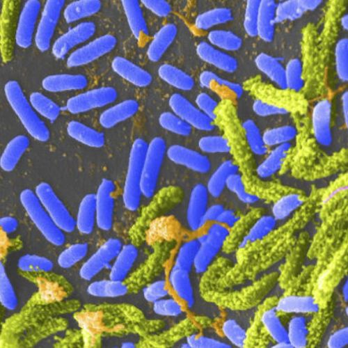 Бактерия, победившая старость: Lactococcus Lactis KF-140