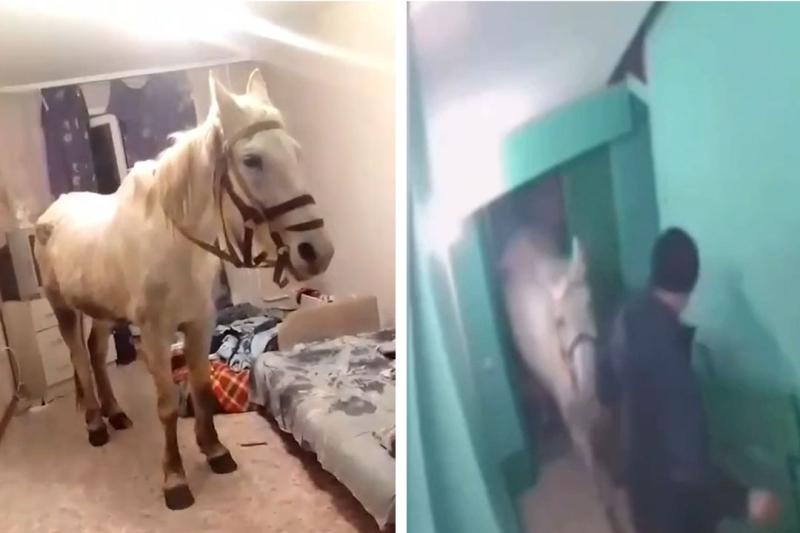 Романтика, который привел домой лошадь в подарок жене, арестовали полицейские